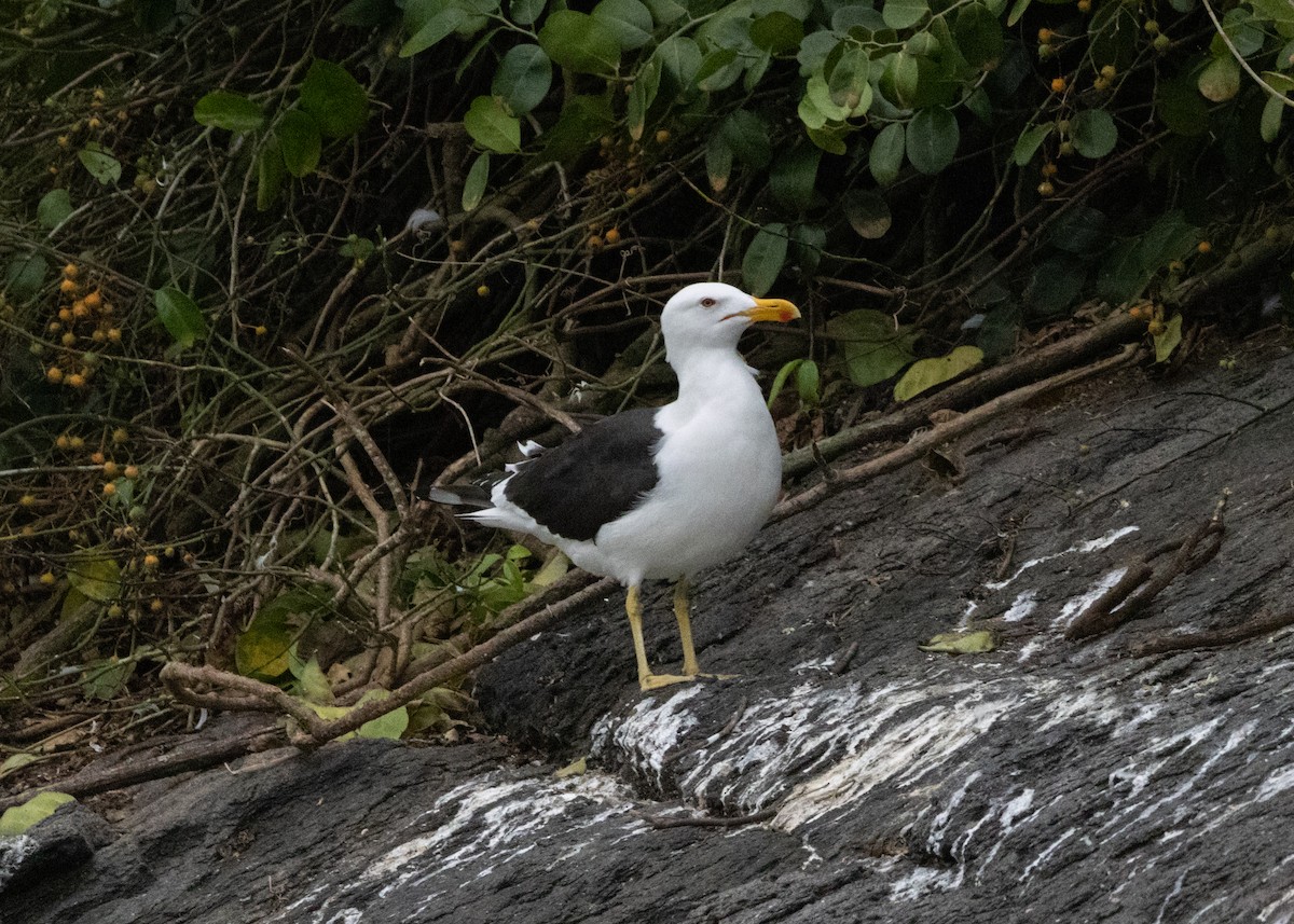 Kelp Gull (dominicanus) - ML620111129