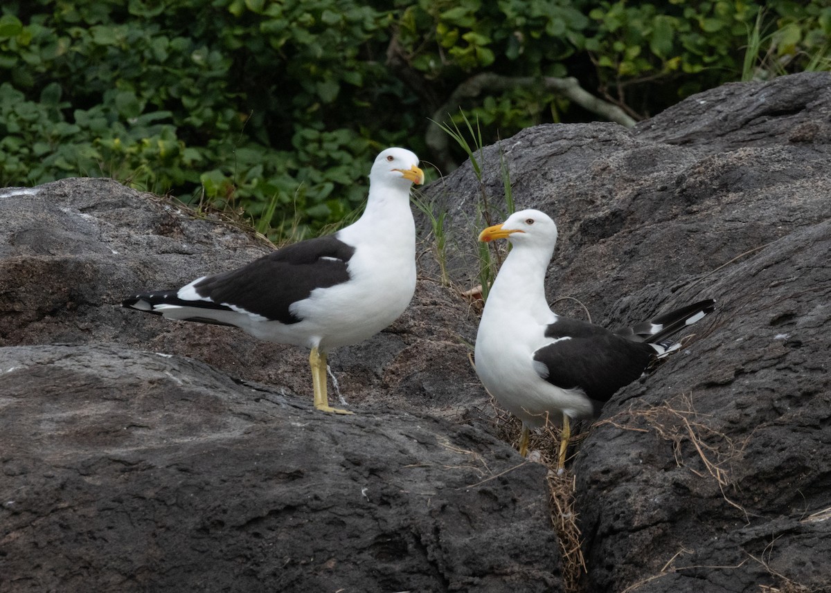 Kelp Gull (dominicanus) - ML620111136