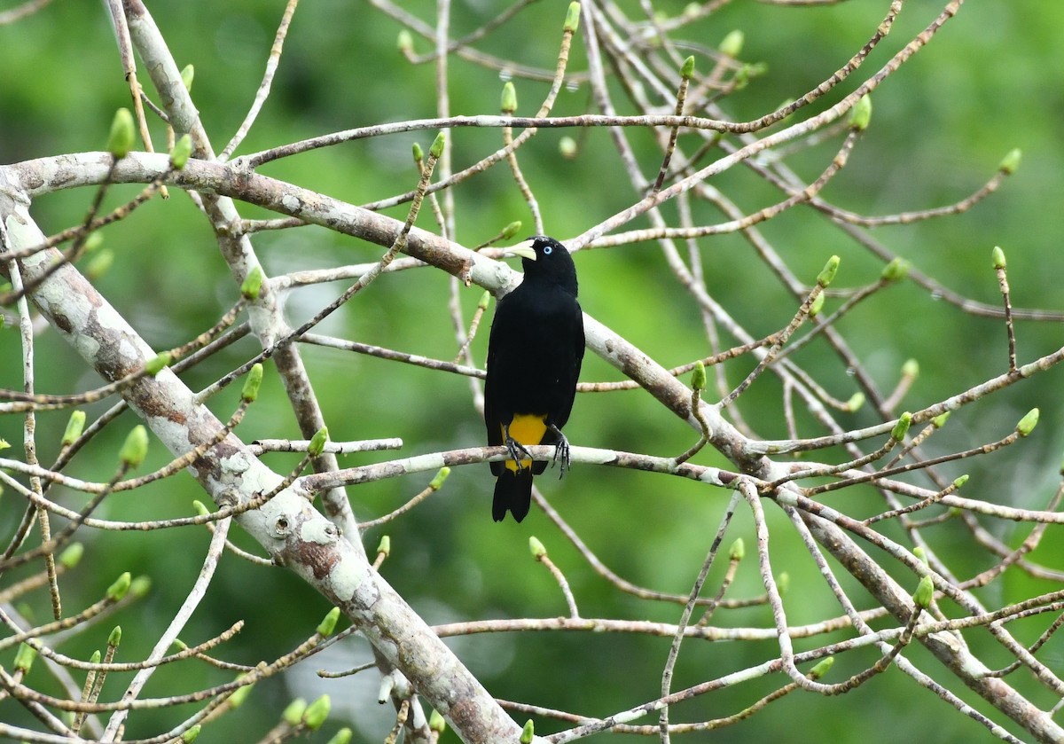 Yellow-rumped Cacique - ML620111139