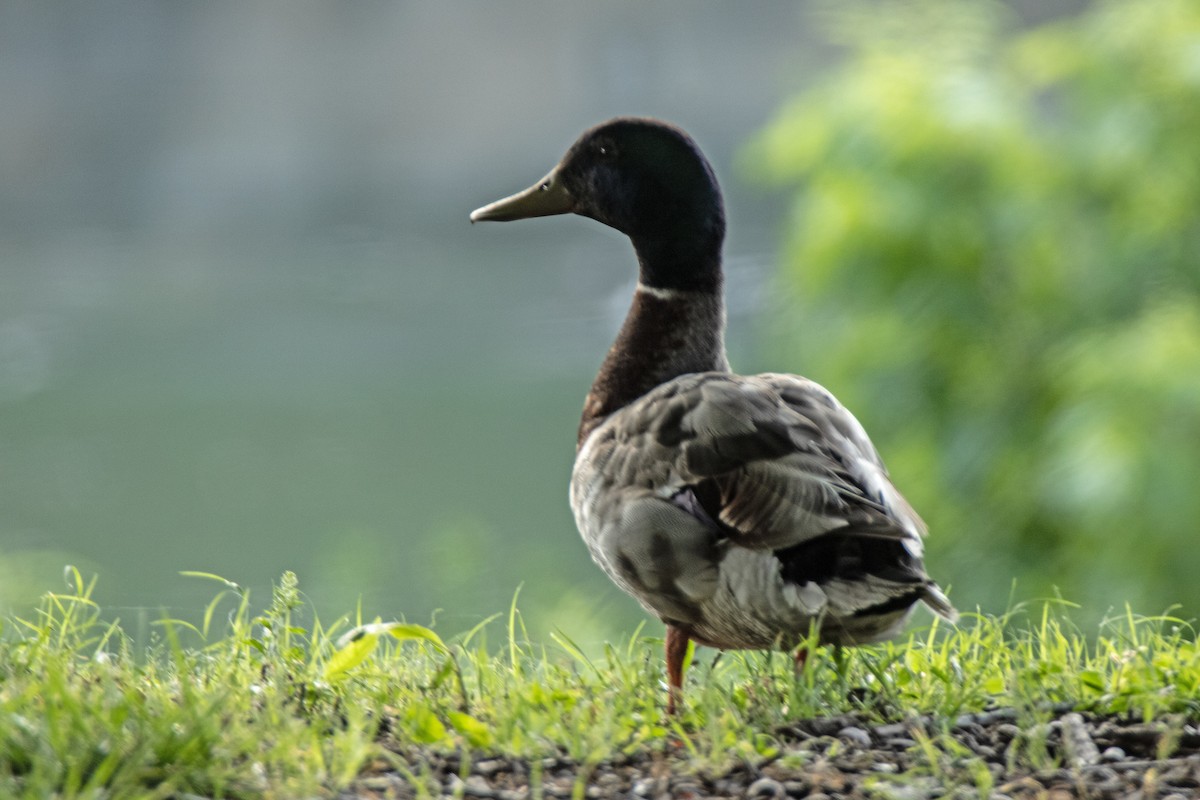 Mallard (Domestic type) - ML620111151