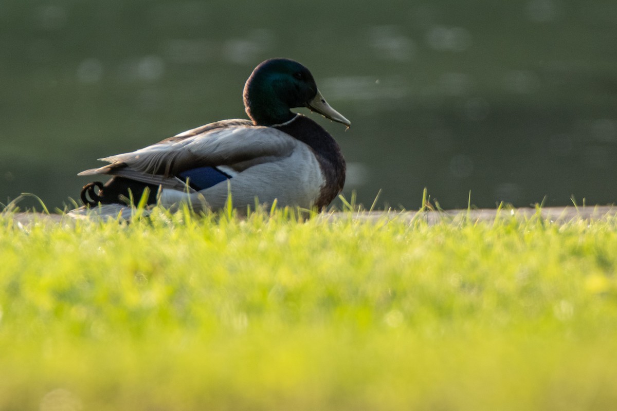 Mallard (Domestic type) - ML620111157