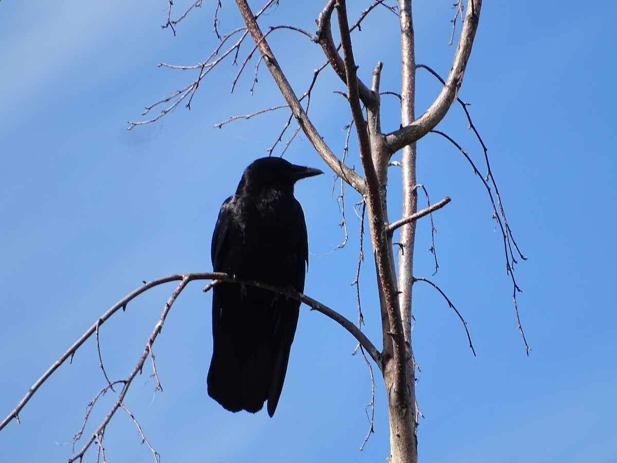 American Crow - ML620111161