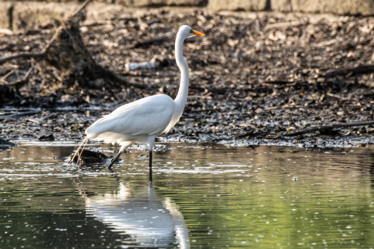 Grande Aigrette - ML620111163