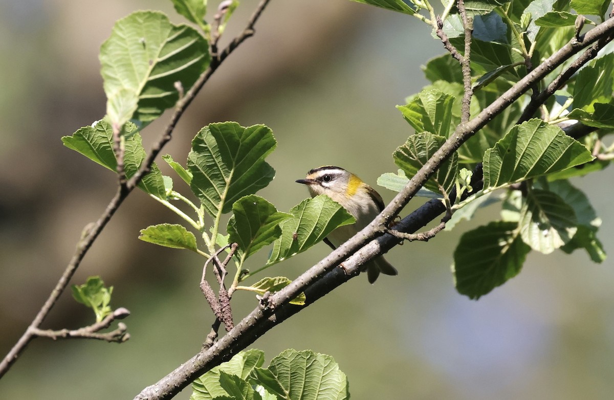 Common Firecrest - ML620111169