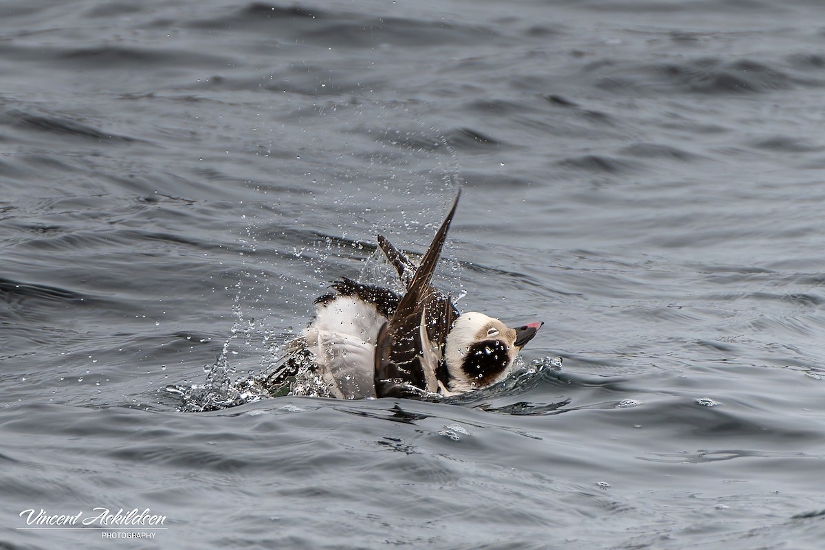 Long-tailed Duck - ML620111174