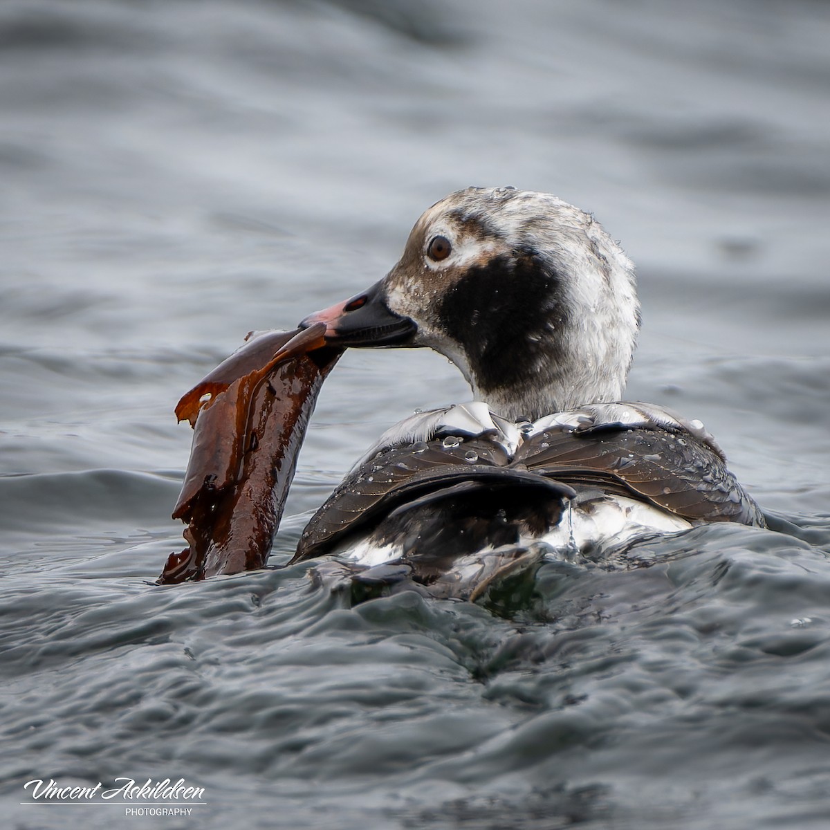 Long-tailed Duck - ML620111176