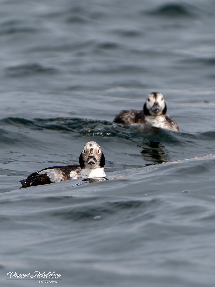 Long-tailed Duck - ML620111177