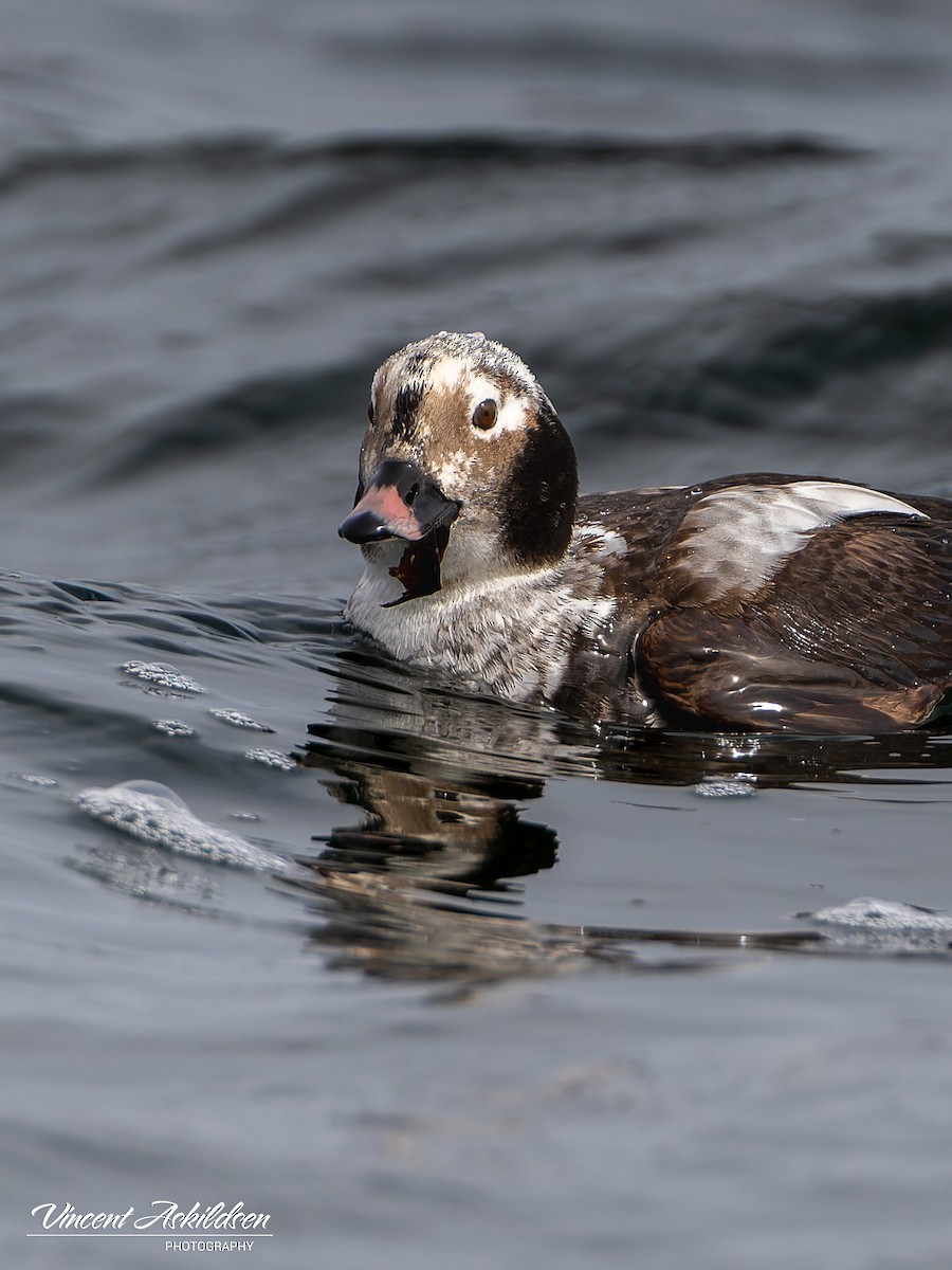 Long-tailed Duck - ML620111178