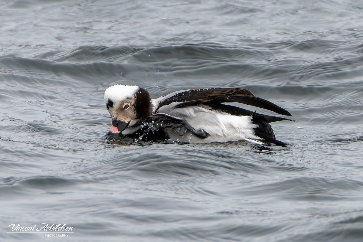 Long-tailed Duck - ML620111180