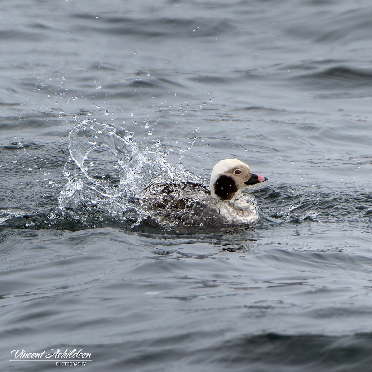 Long-tailed Duck - ML620111181