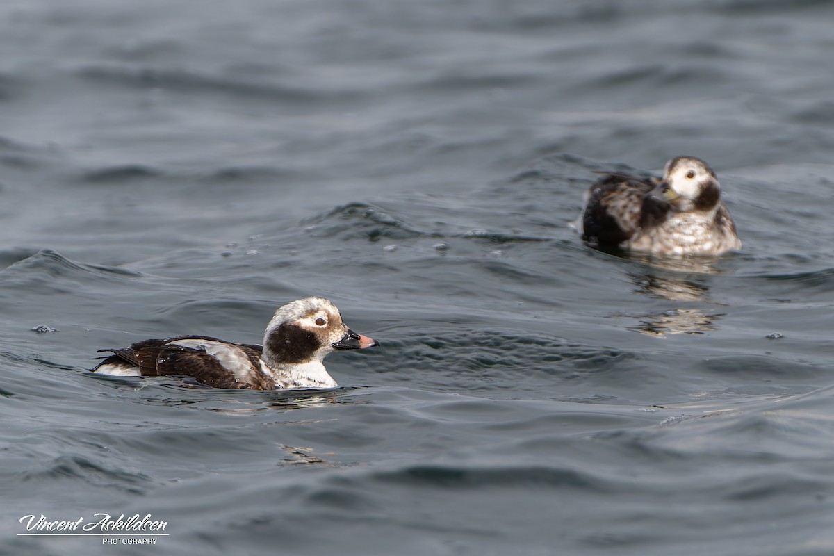 Long-tailed Duck - ML620111182