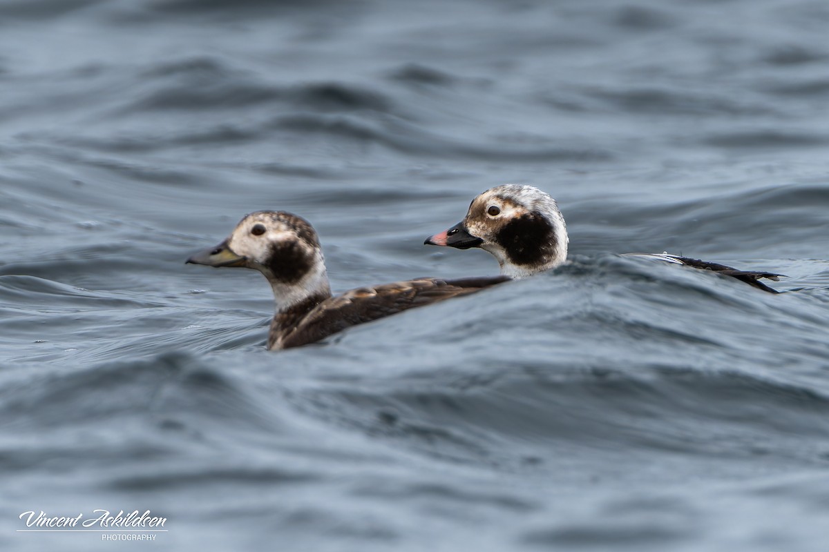 Long-tailed Duck - ML620111184
