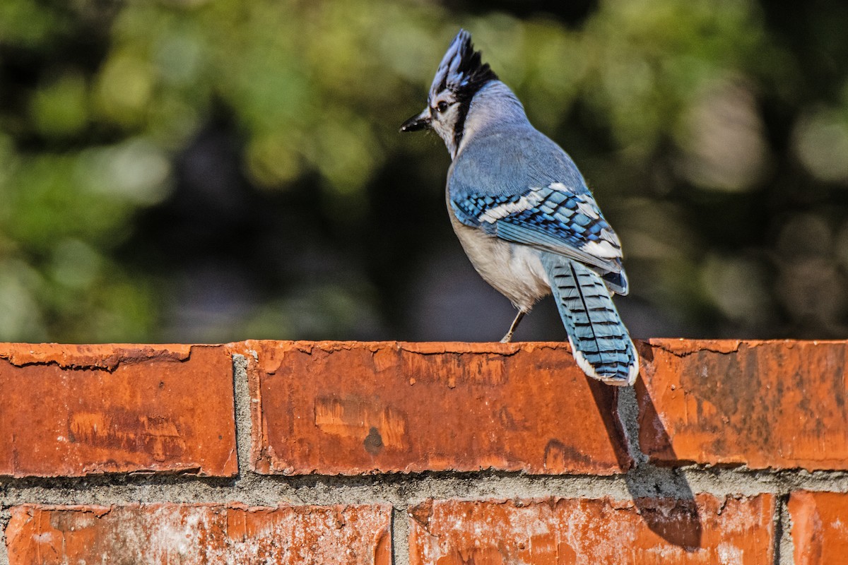 Blue Jay - ML620111185