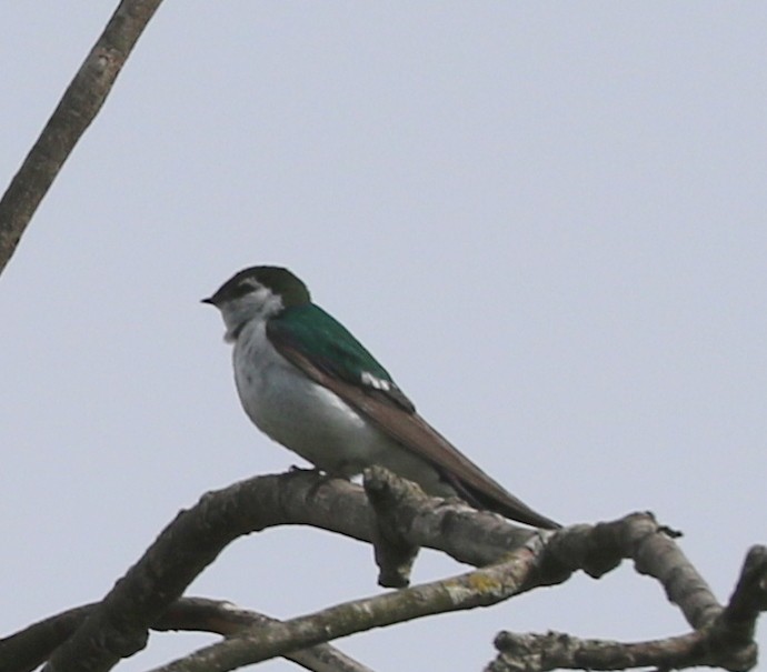 Violet-green Swallow - ML620111201