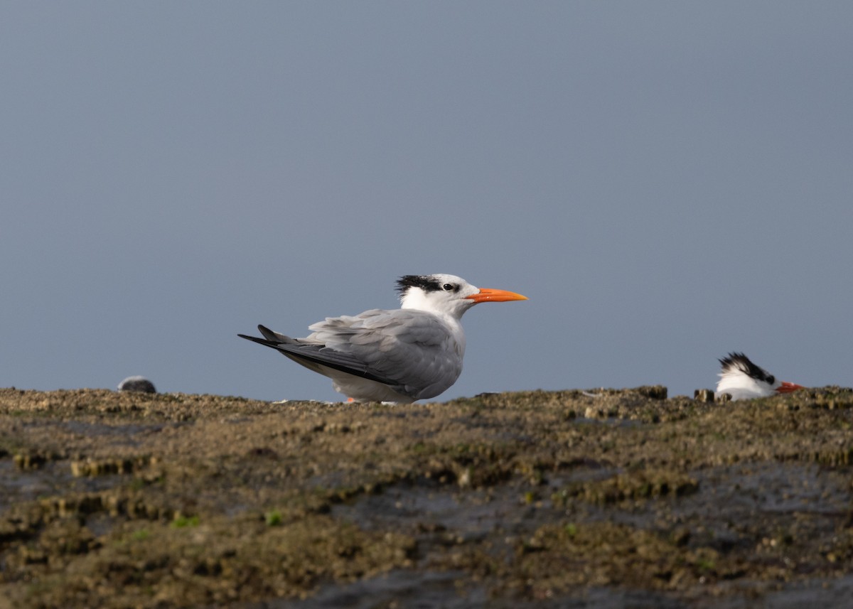 Royal Tern - ML620111217