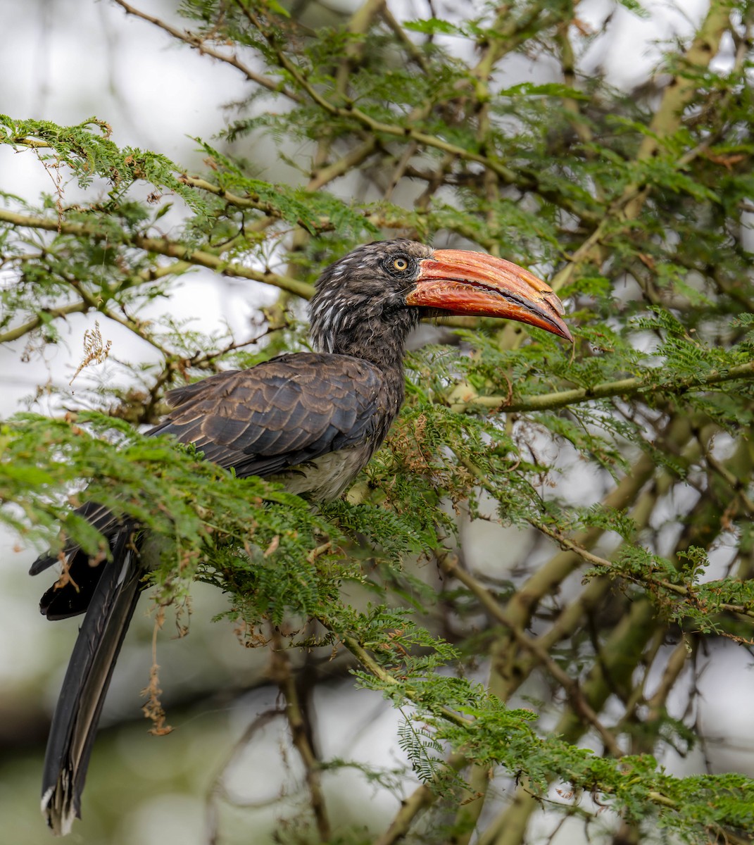 Crowned Hornbill - ML620111226