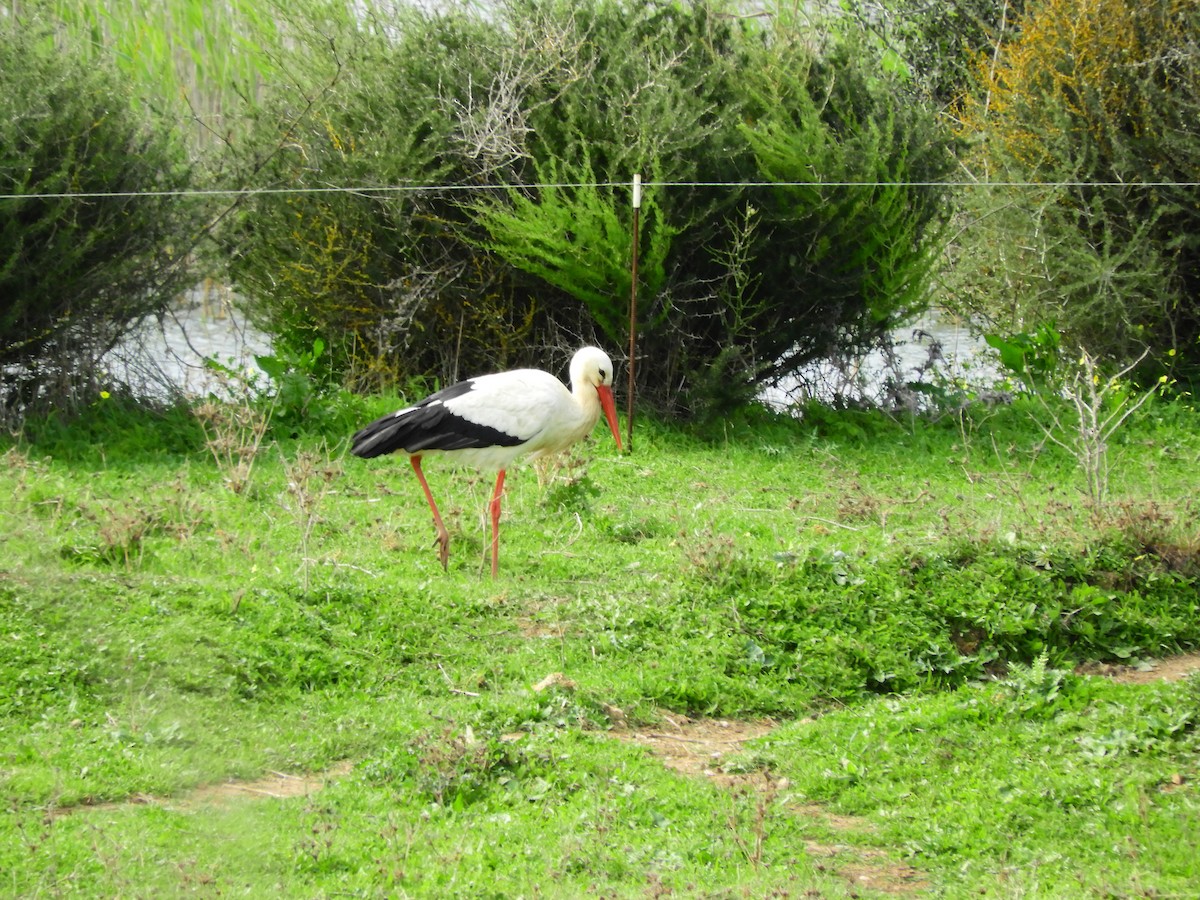 White Stork - ML620111227