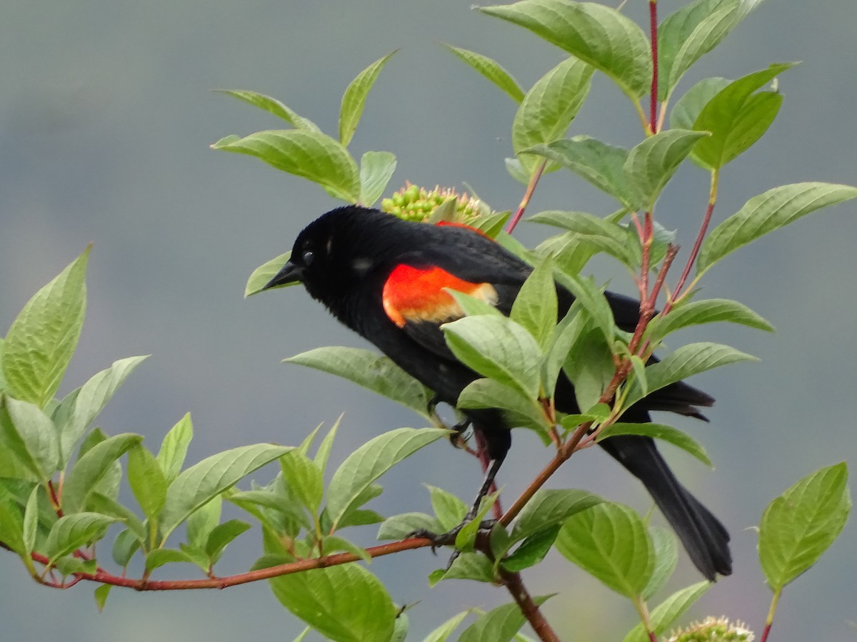 Red-winged Blackbird - ML620111228