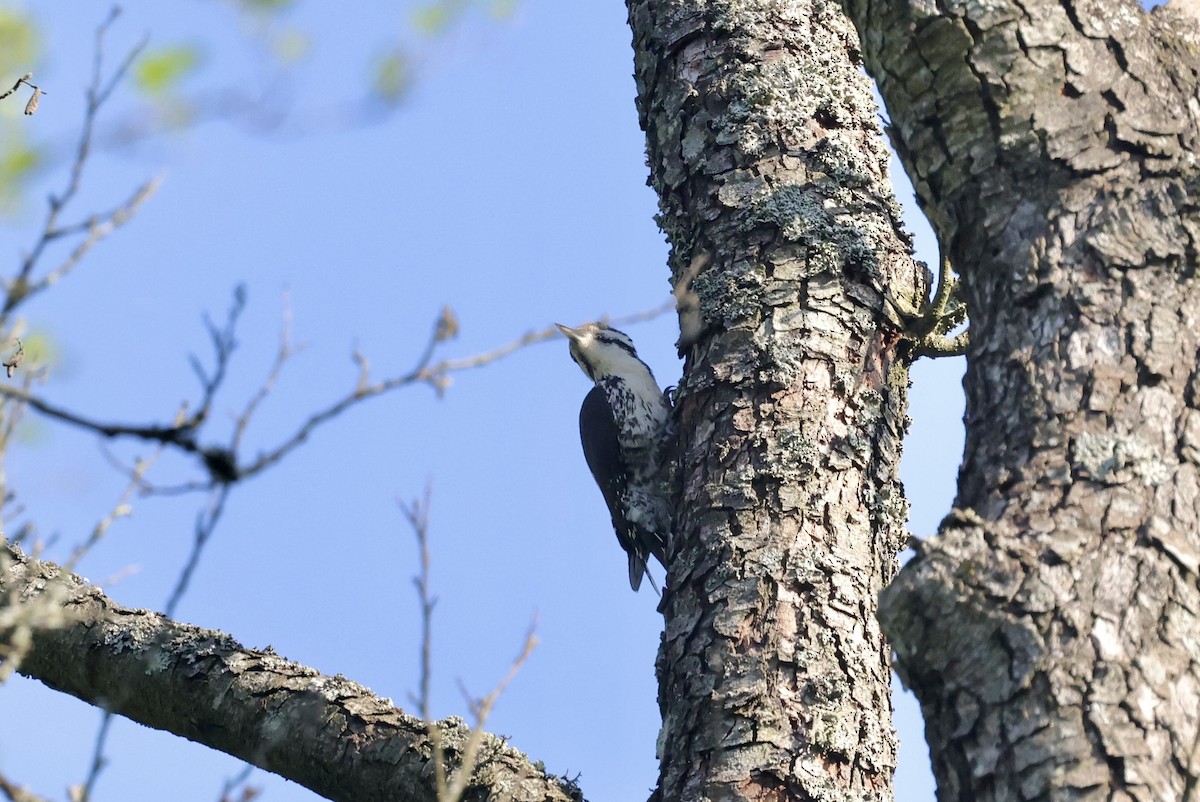 Eurasian Three-toed Woodpecker - Anne Bielamowicz