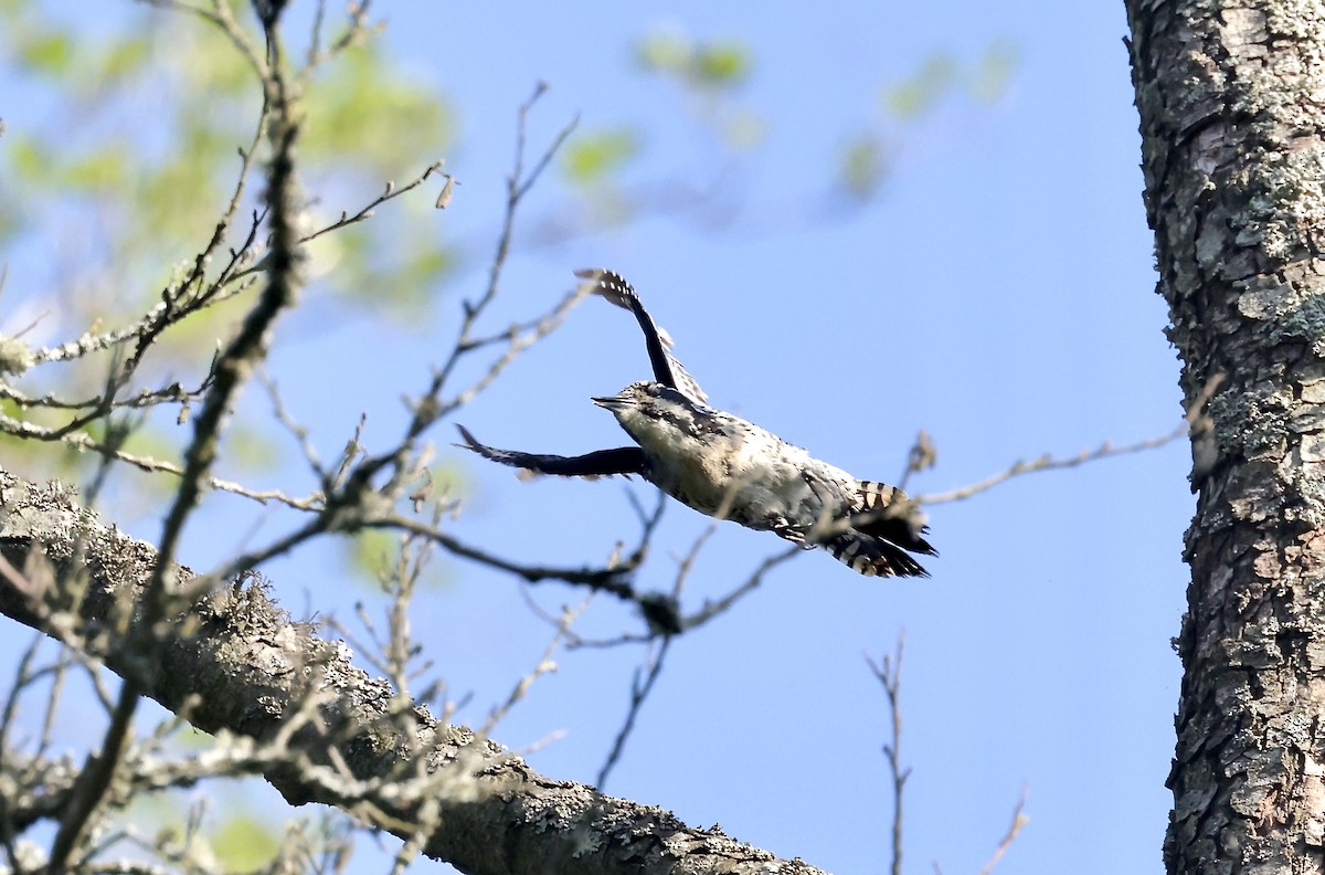 Eurasian Three-toed Woodpecker - ML620111230