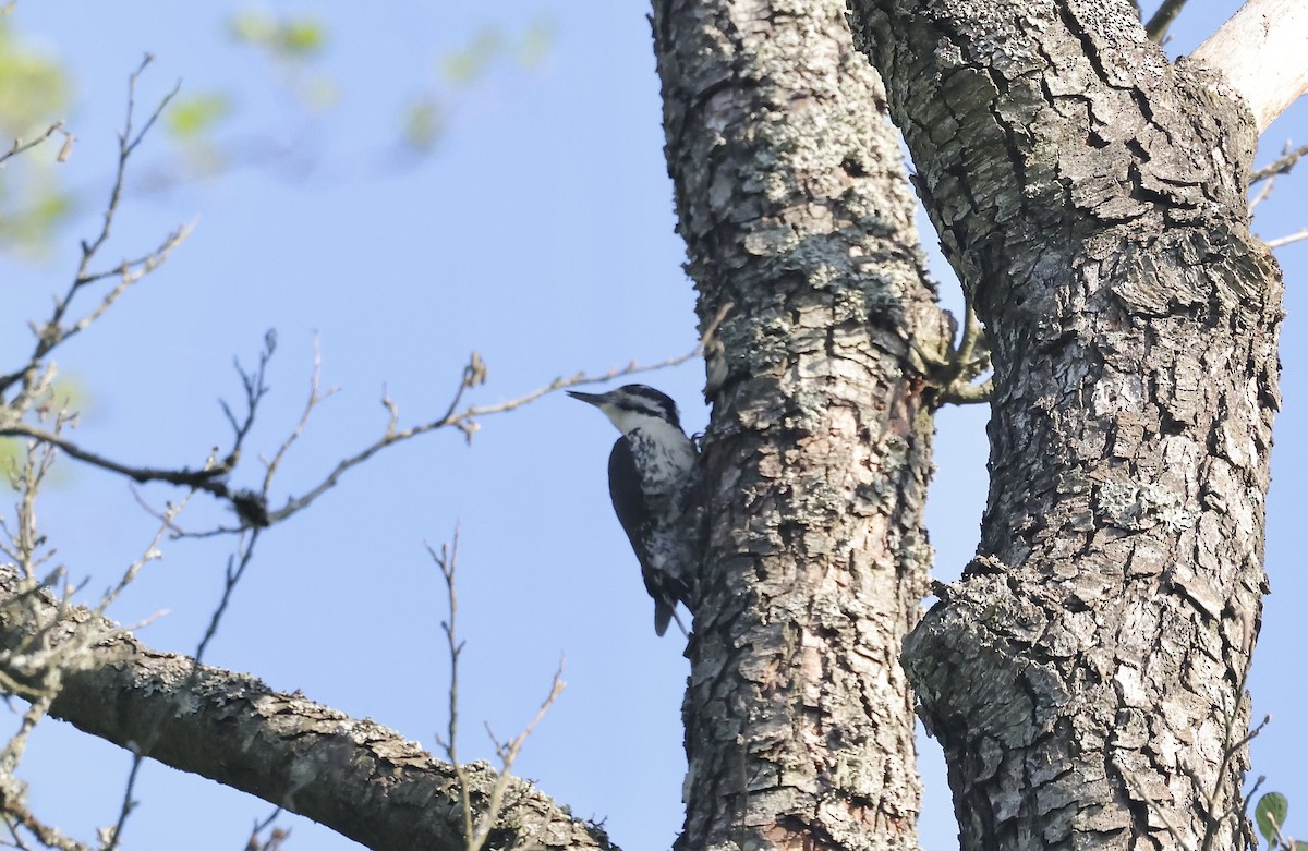 Eurasian Three-toed Woodpecker - ML620111231