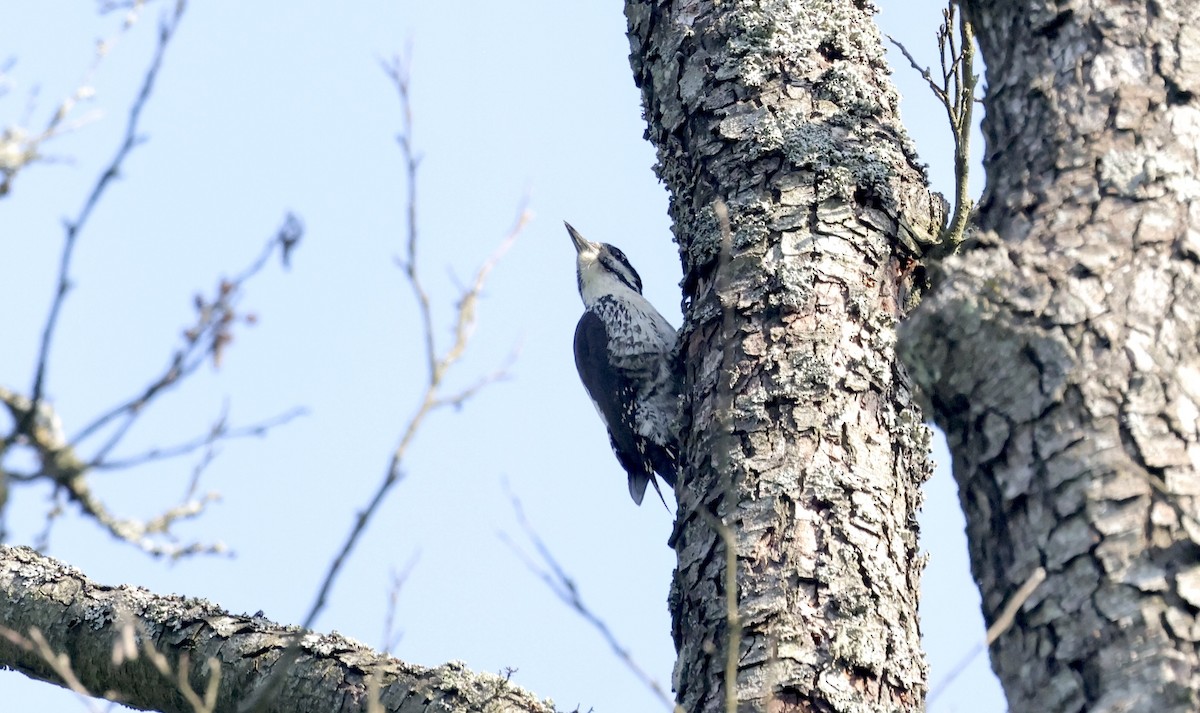 Eurasian Three-toed Woodpecker - ML620111232