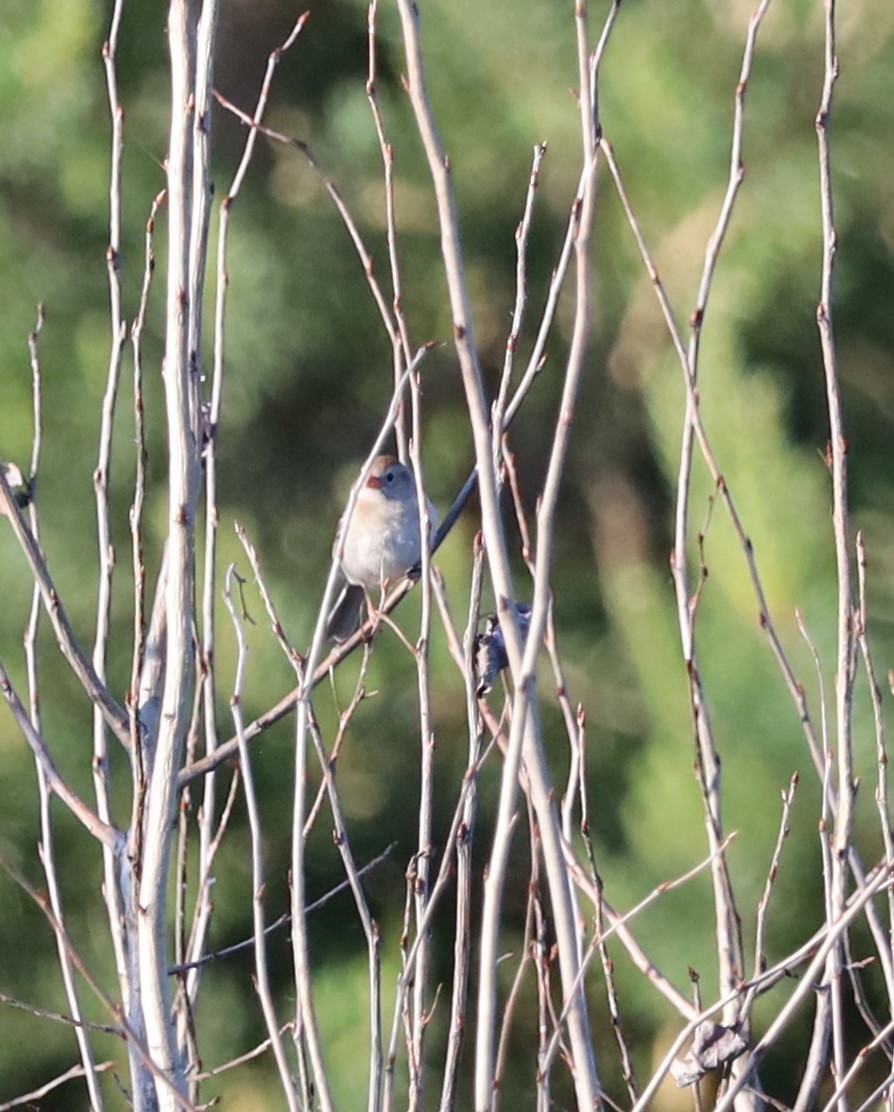 Field Sparrow - ML620111233