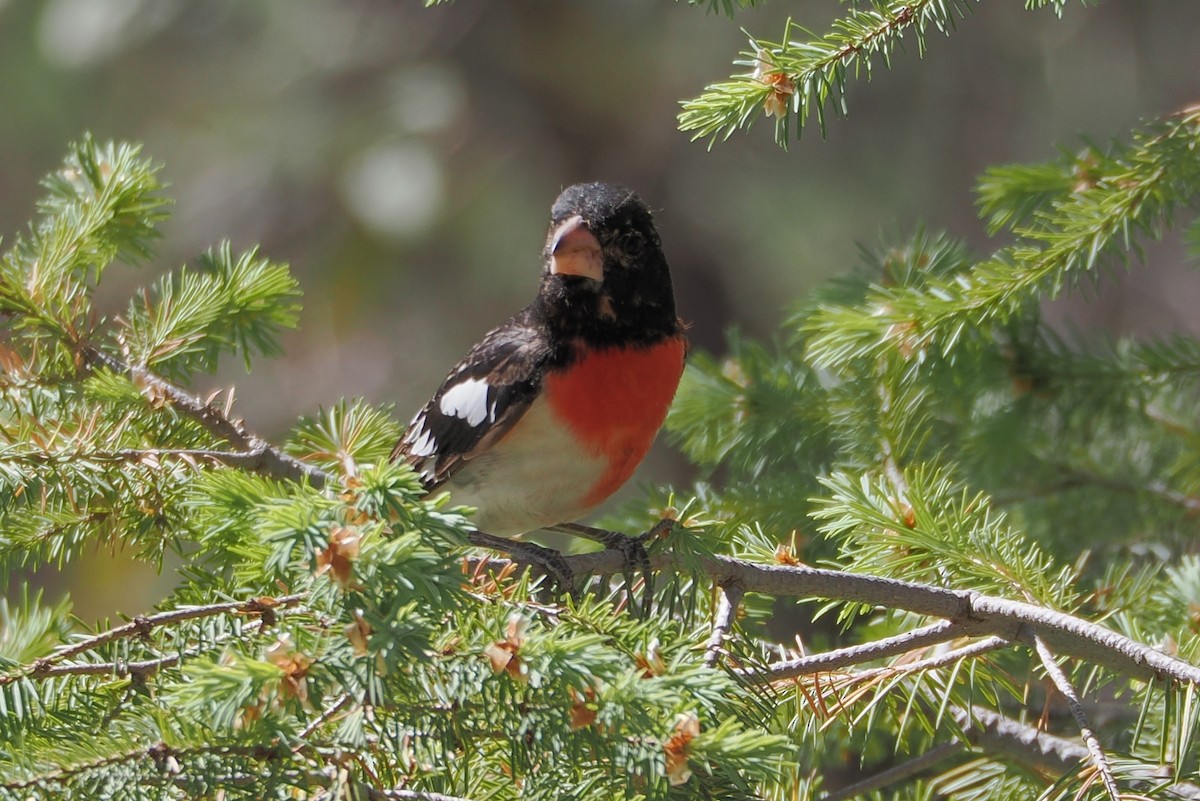 Rose-breasted Grosbeak - ML620111234