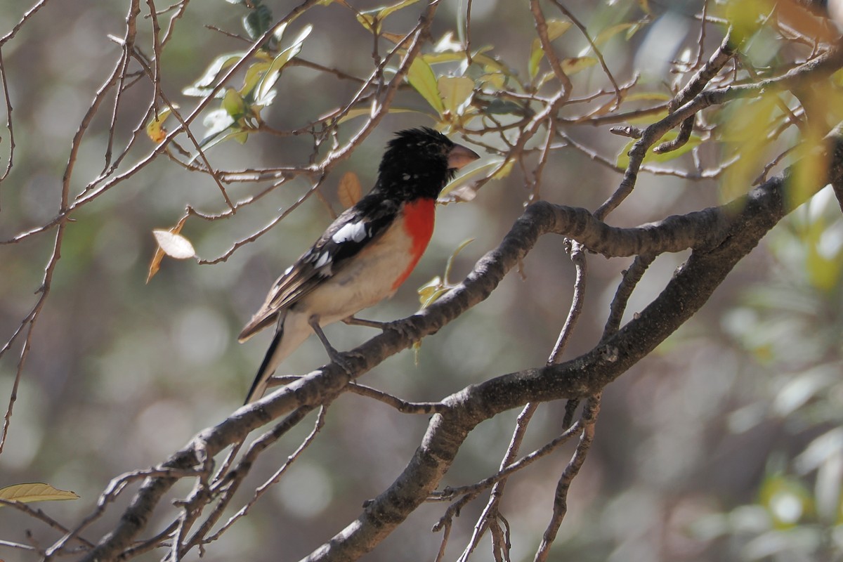 Rose-breasted Grosbeak - ML620111235