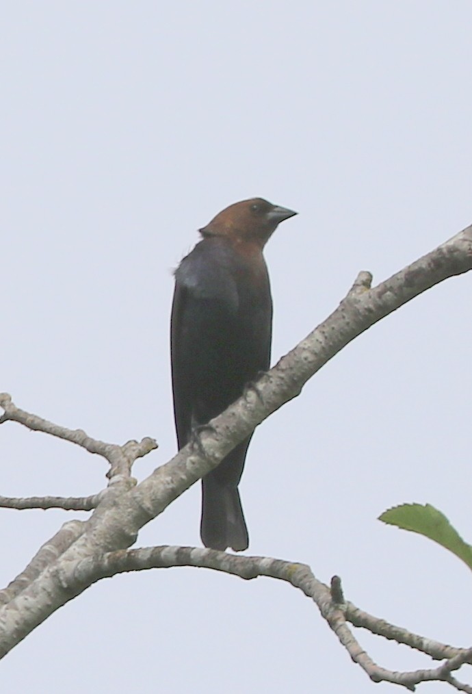 Brown-headed Cowbird - ML620111237