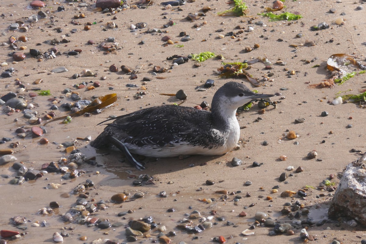 Red-throated Loon - ML620111281