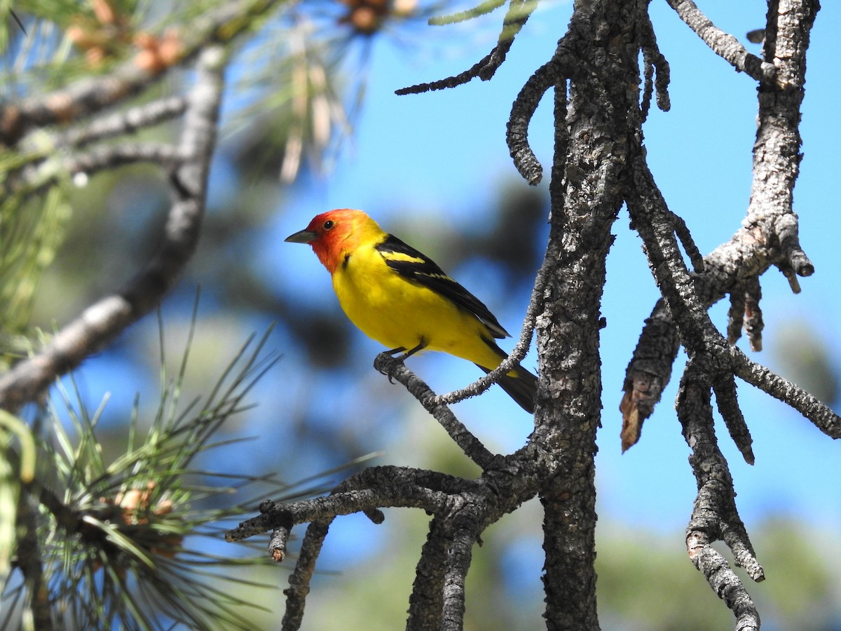 Western Tanager - ML620111292
