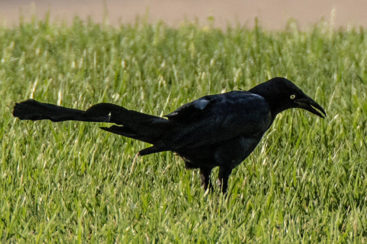 Great-tailed Grackle - ML620111295