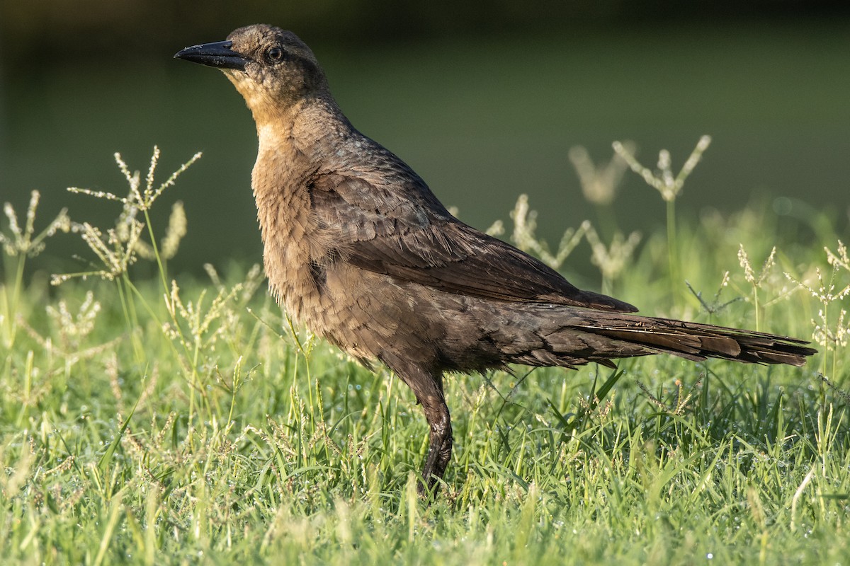 Great-tailed Grackle - ML620111298