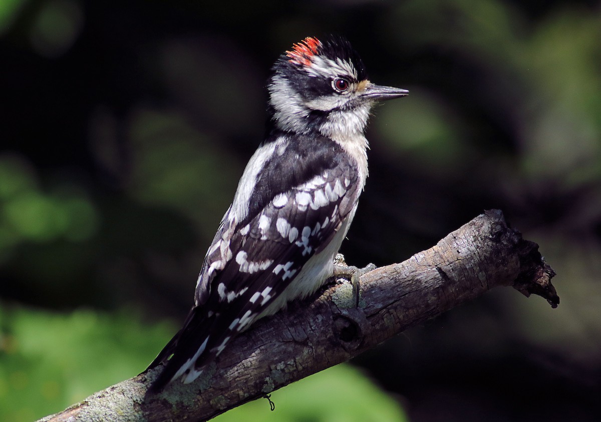 Downy Woodpecker - ML620111300
