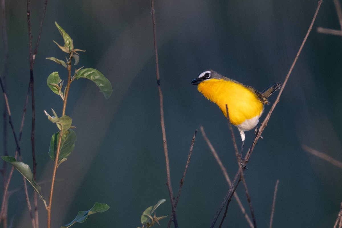 Yellow-breasted Chat - ML620111307