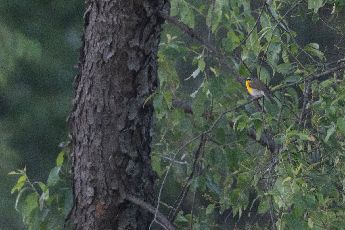 Yellow-breasted Chat - ML620111308