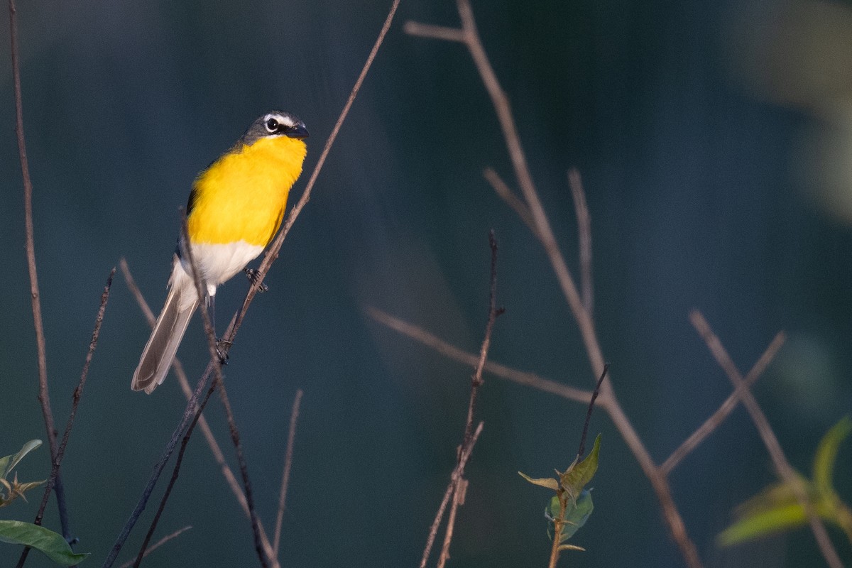 Yellow-breasted Chat - ML620111310