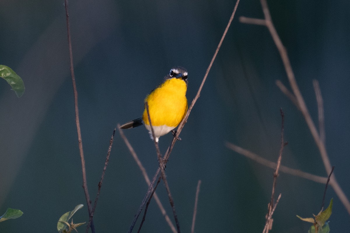Yellow-breasted Chat - ML620111312
