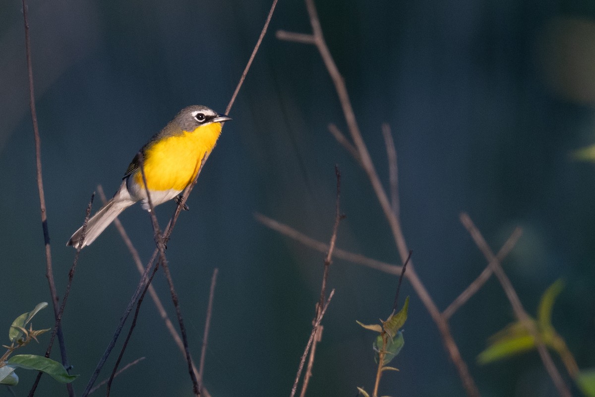 Yellow-breasted Chat - ML620111313