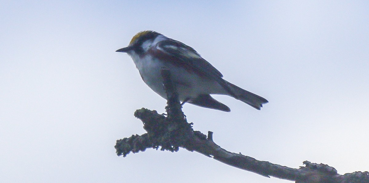 Gelbscheitel-Waldsänger - ML620111319