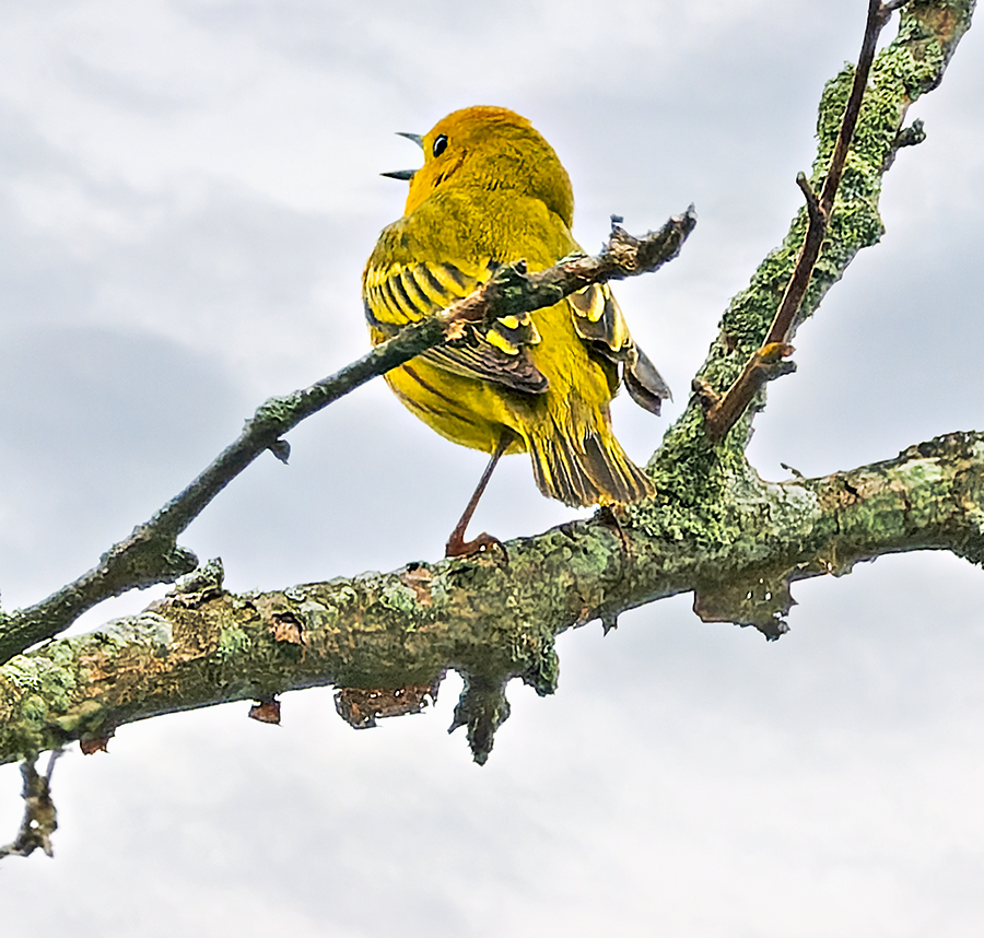 Yellow Warbler - ML620111320