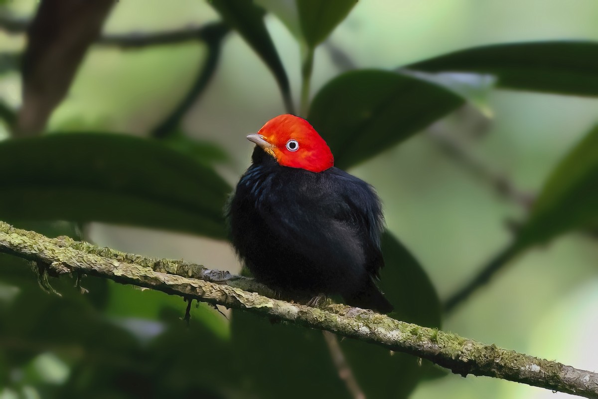 Red-capped Manakin - ML620111322