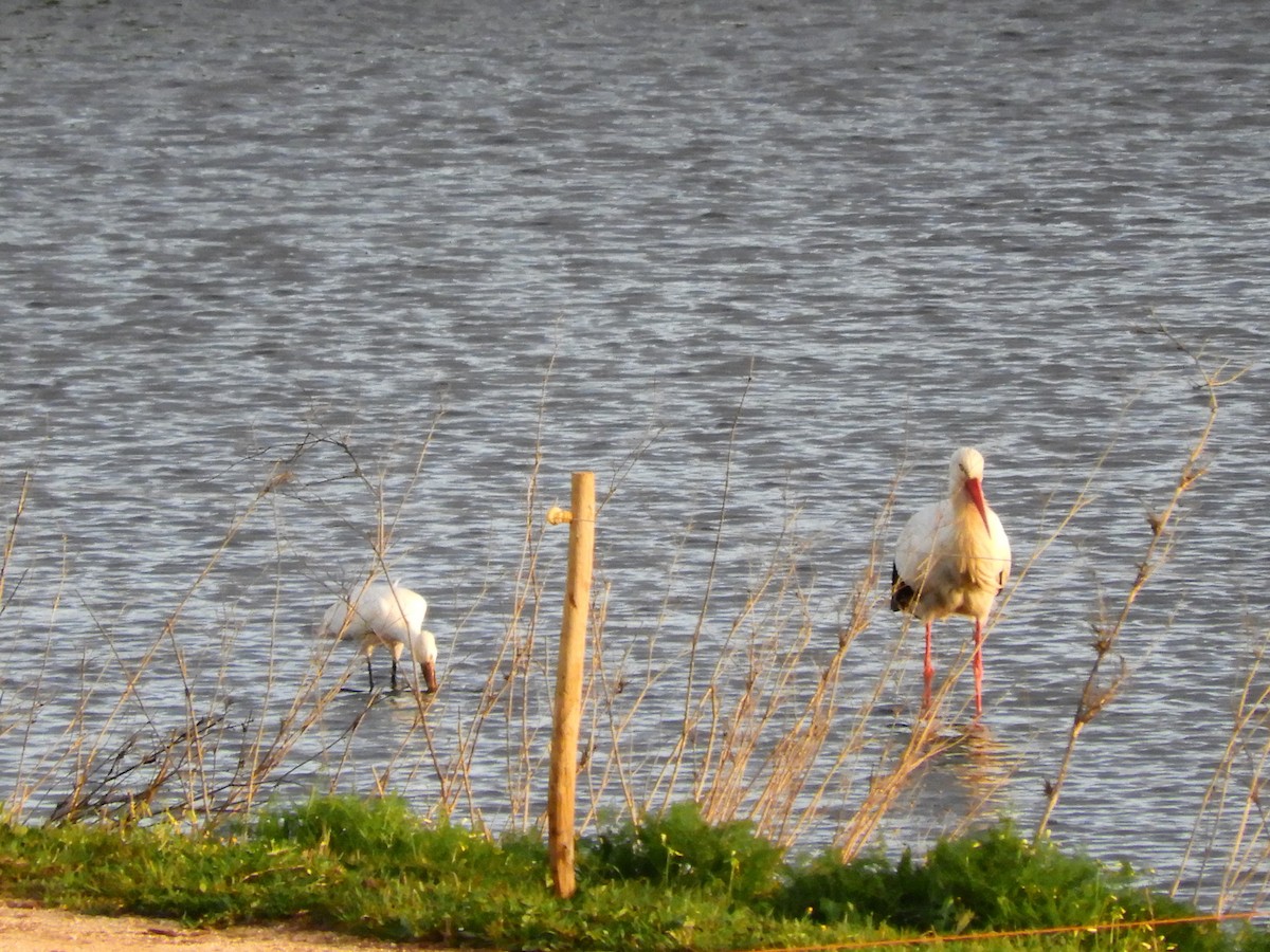 White Stork - ML620111324