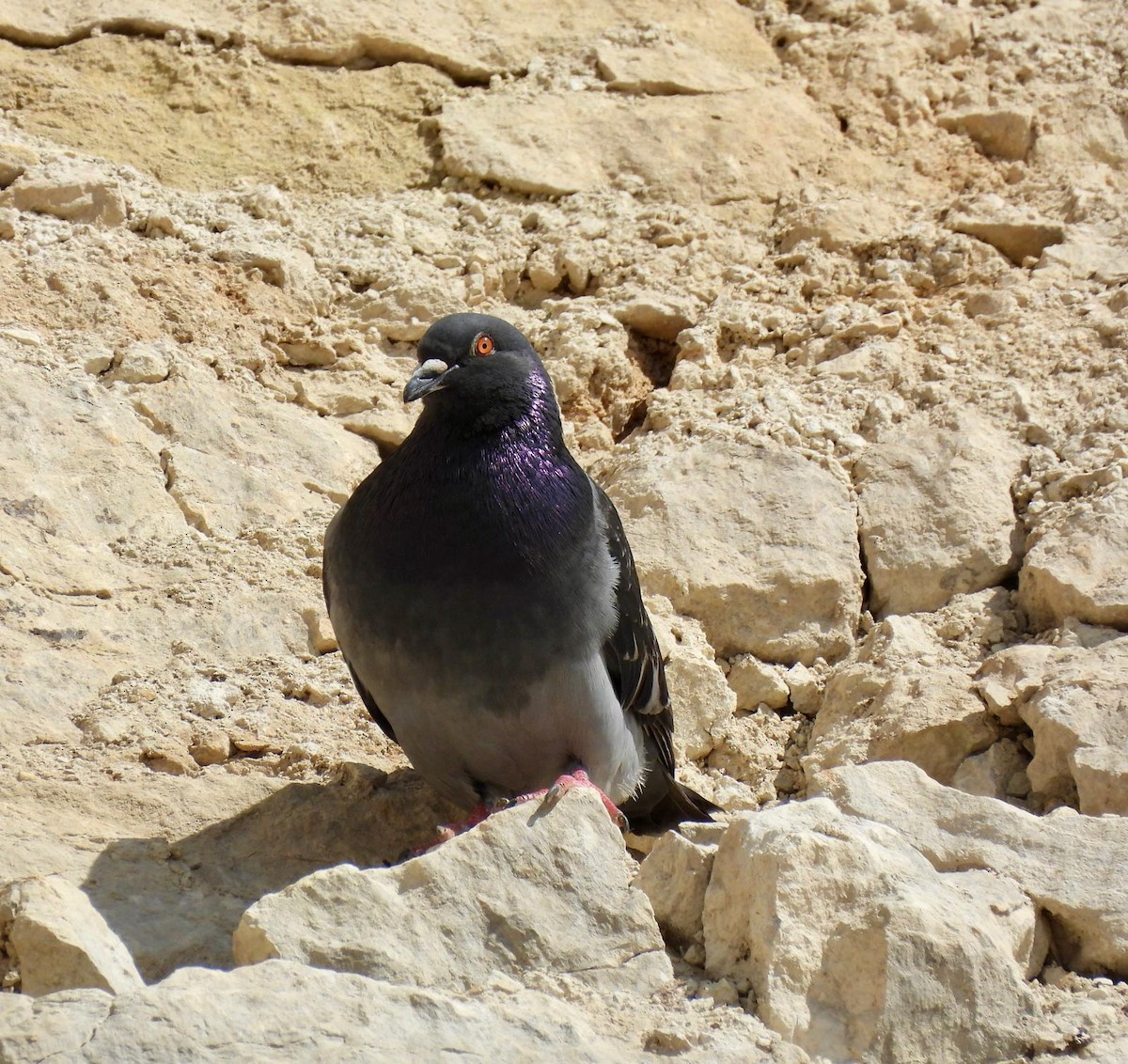 Rock Pigeon - ML620111328