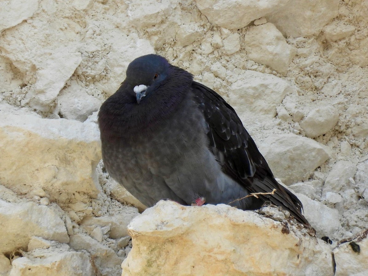 Rock Pigeon - ML620111329