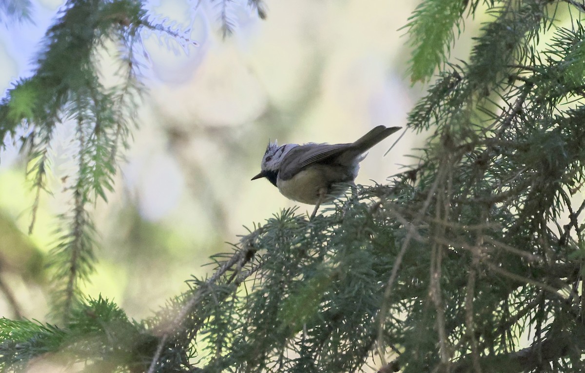 Crested Tit - ML620111330