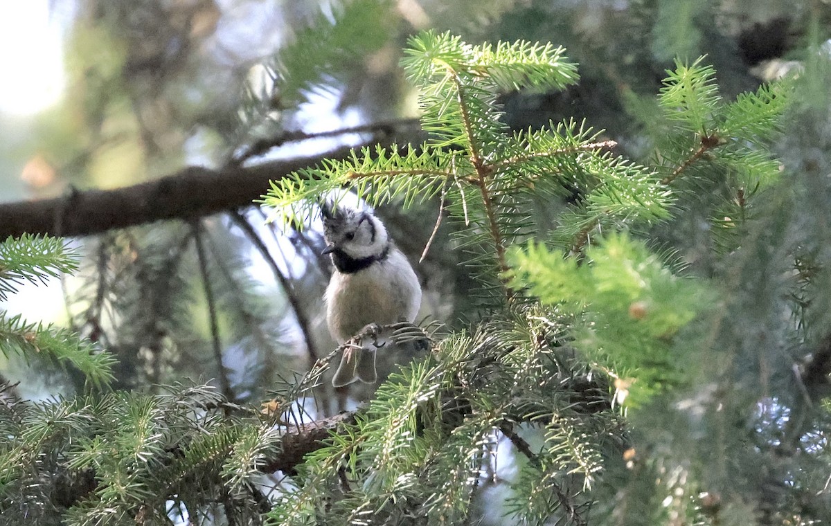 Crested Tit - ML620111331