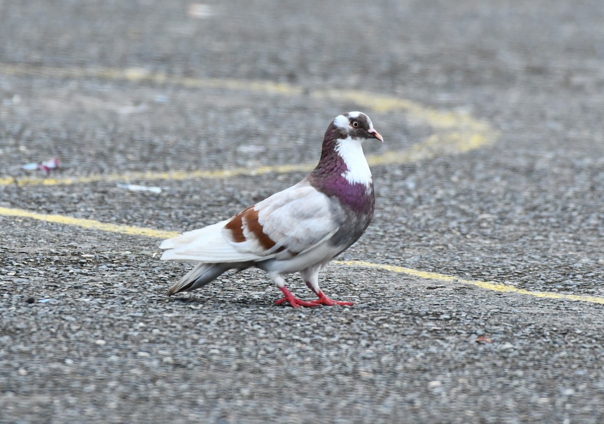 Rock Pigeon (Feral Pigeon) - ML620111333