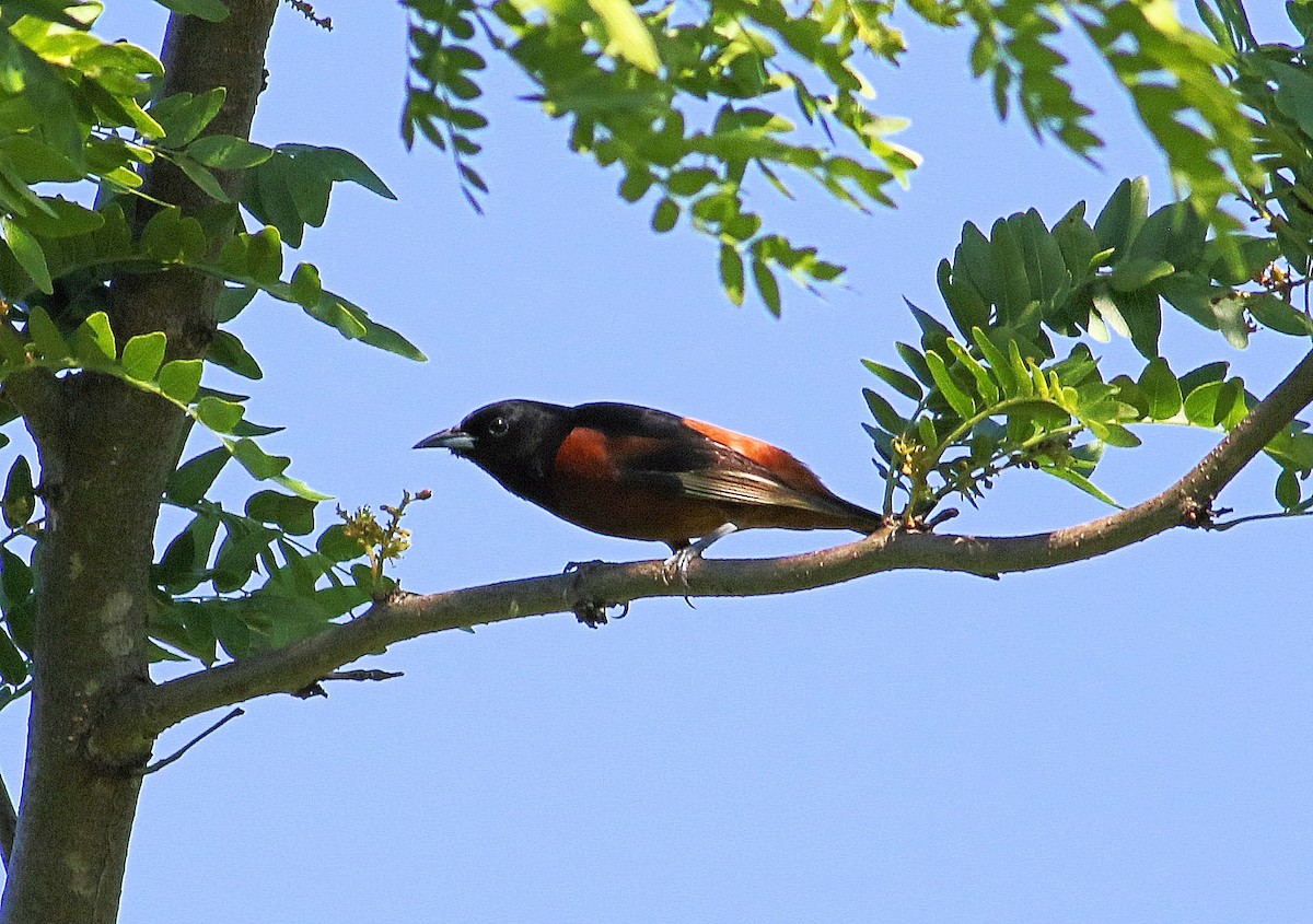 Orchard Oriole - ML620111334